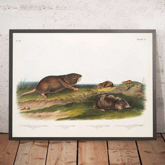 A framed image of