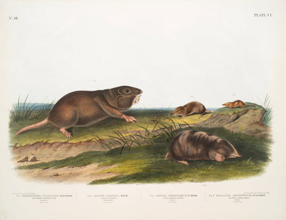 Southern Pouched Rat (Pseudostoma floridana) and Dekay’s Shrew (Sorex dekayi) by John Woodhouse Audubon, 1845