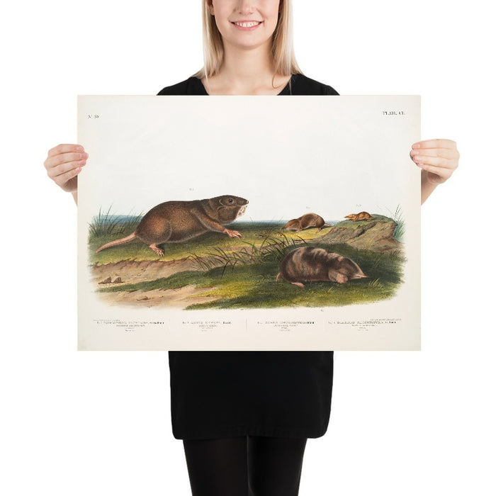 Southern Pouched Rat (Pseudostoma floridana) and Dekay’s Shrew (Sorex dekayi) by John Woodhouse Audubon, 1845