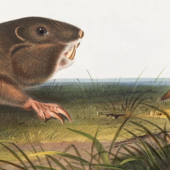 Southern Pouched Rat (Pseudostoma floridana) and Dekay’s Shrew (Sorex dekayi) by John Woodhouse Audubon, 1845