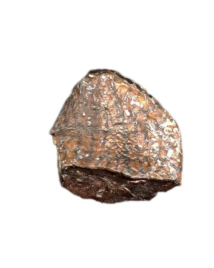 Spinophrosaurus Tooth, Mid Jurassic of Africa