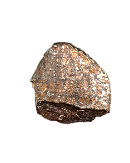 Spinophrosaurus Tooth, Mid Jurassic of Africa
