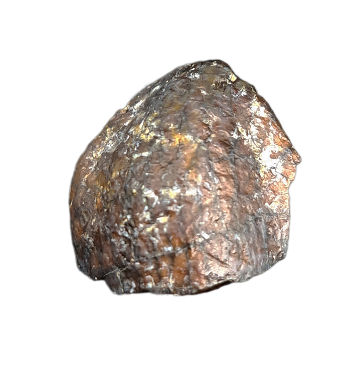 Spinophrosaurus Tooth, Mid Jurassic of Africa