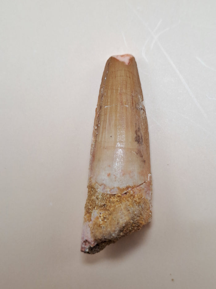 Spinosaurus Tooth