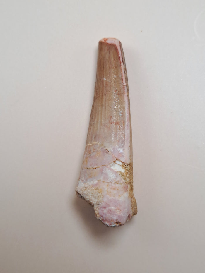 Spinosaurus Tooth