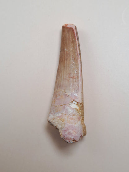 Spinosaurus Tooth
