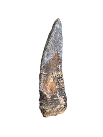 Suchomimus Tooth