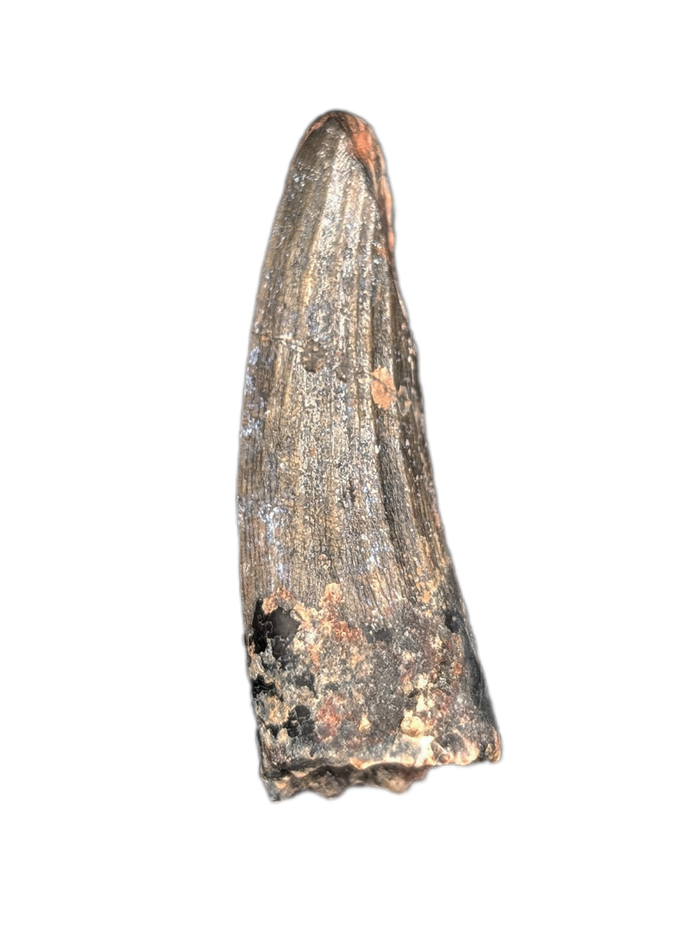 Suchomimus Tooth