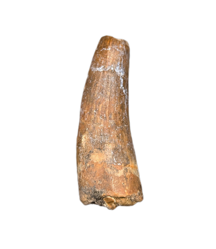 Suchomimus Tooth