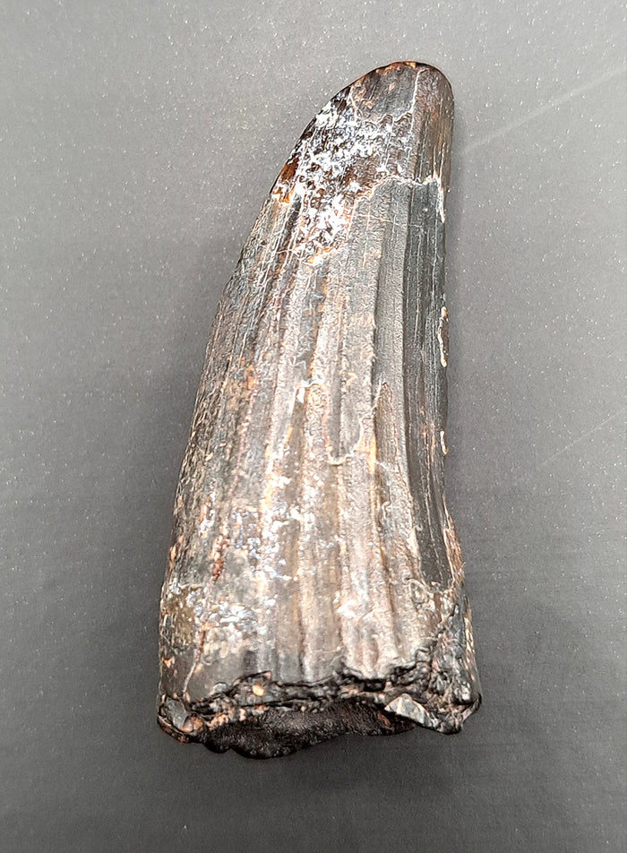 Suchomimus Tooth
