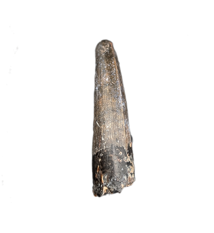 Suchomimus Tooth