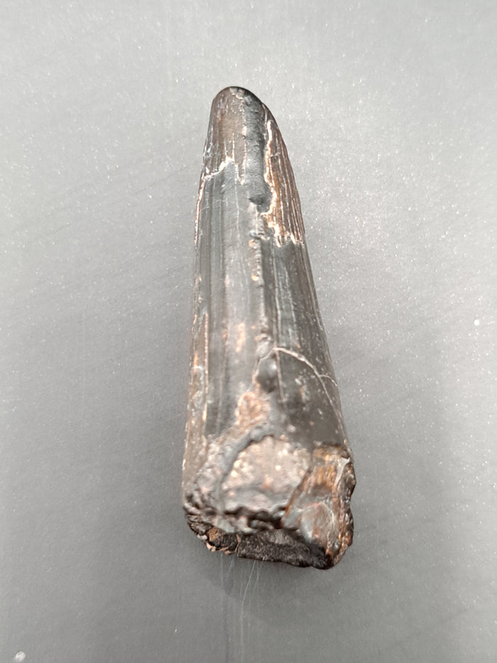 Suchomimus Tooth