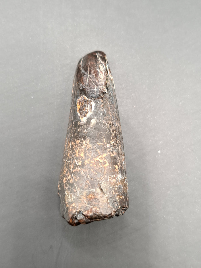 Suchomimus Tooth
