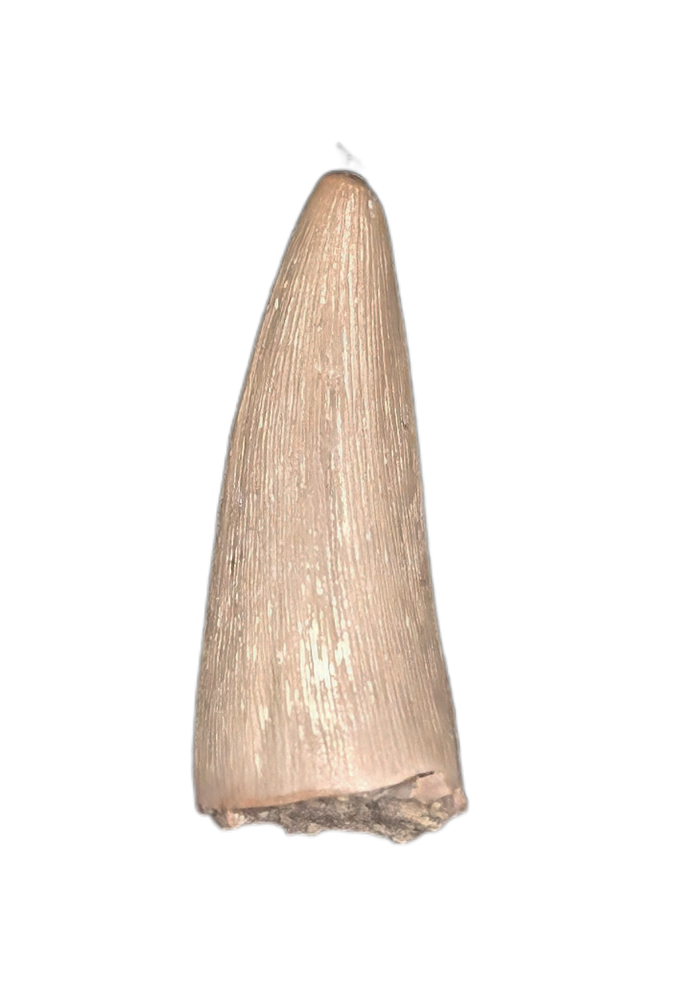 Tanystropheid (Akidostropheus?) Tooth, Chinle Formation