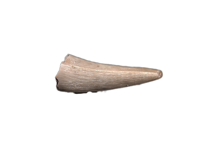 Tanystropheid (Akidostropheus?) Tooth, Chinle Formation