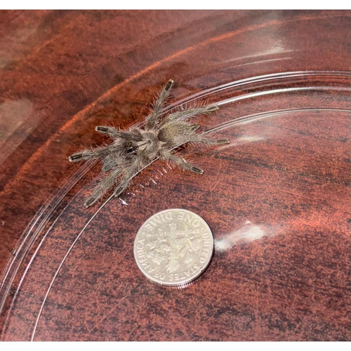 Tarantula Socotra Blue Baboon (SLING 3-PACK) (M. balfouri)