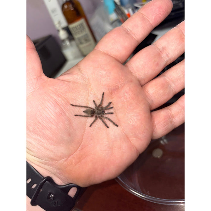 Tarantula Socotra Blue Baboon (SLING 3-PACK) (M. balfouri)
