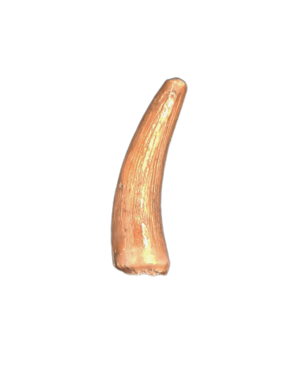 Teleosaurid Tooth from the Mid Jurassic, Madagascar