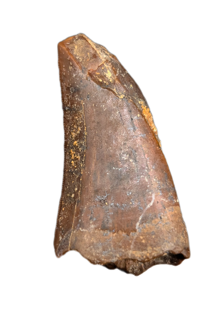 Theropod (Carcharodontosaurid) Tooth, Bissekty Formation