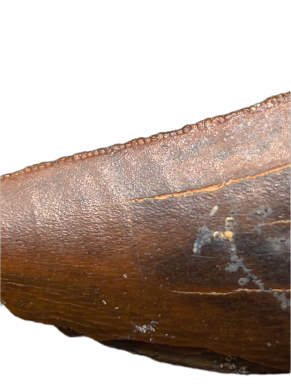 Theropod (Carcharodontosaurid) Tooth, Bissekty Formation