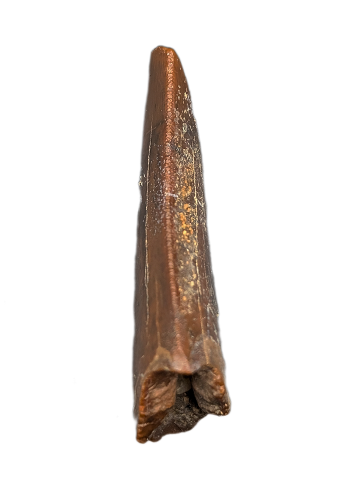Theropod (Carcharodontosaurid) Tooth, Bissekty Formation