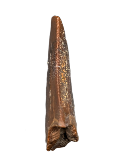 Theropod (Carcharodontosaurid) Tooth, Bissekty Formation