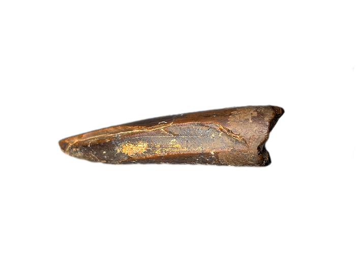 Theropod (Carcharodontosaurid) Tooth, Bissekty Formation