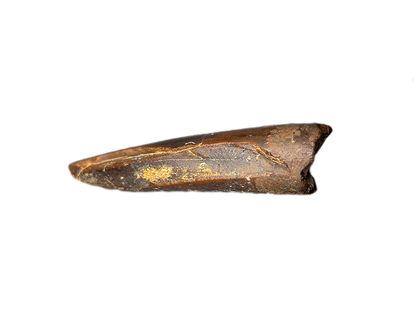 Theropod (Carcharodontosaurid) Tooth, Bissekty Formation