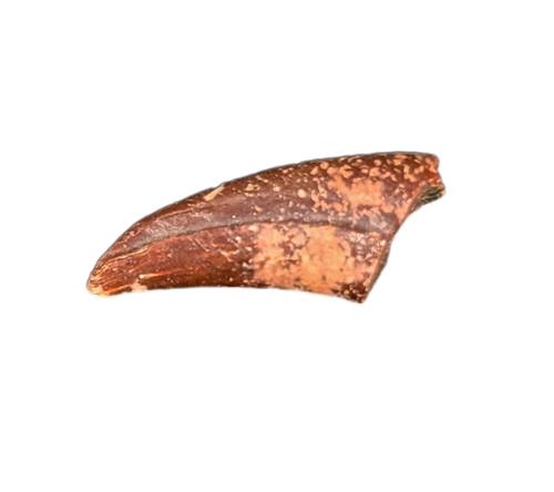 Theropod Claw, Bissekty Formation, Uzbekistan