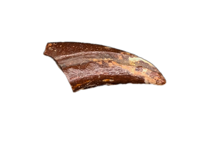 Theropod Claw, Bissekty Formation, Uzbekistan