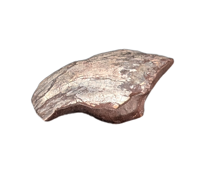 Theropod Claw, Mid Jurassic of Africa
