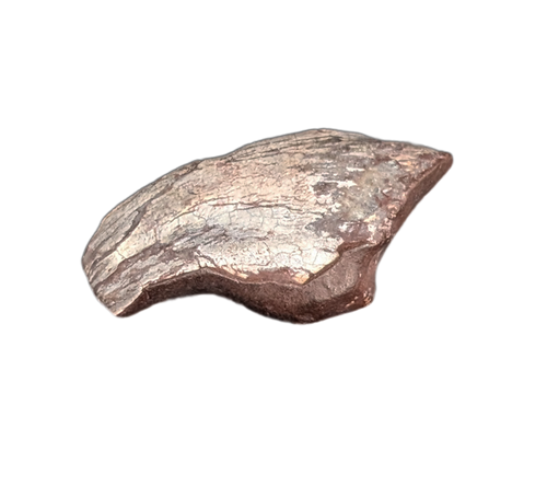 Theropod Claw, Mid Jurassic of Africa