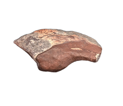 Theropod Claw, Mid Jurassic of Africa