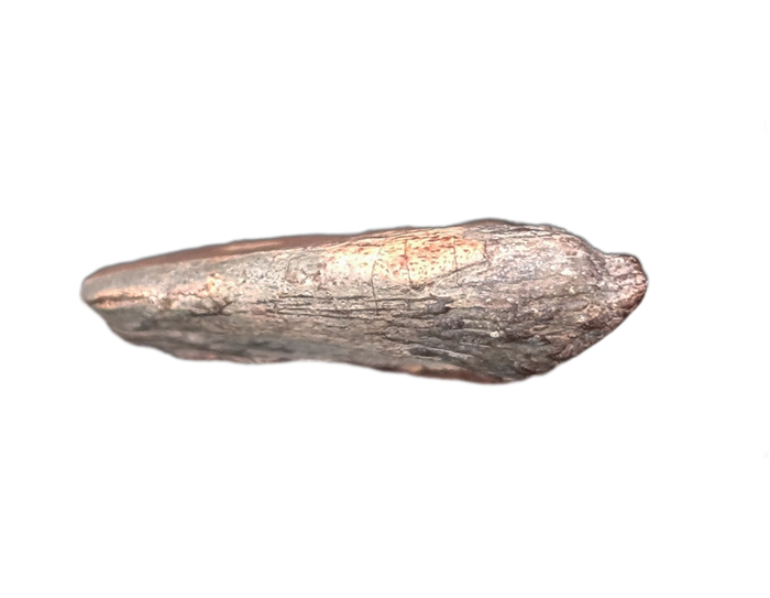 Theropod Claw, Mid Jurassic of Africa