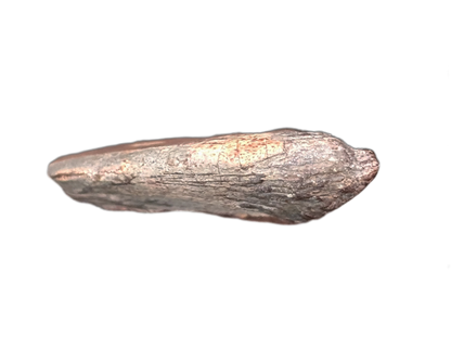 Theropod Claw, Mid Jurassic of Africa