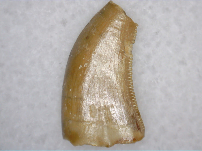 Theropod Tooth from the Mid Jurassic, Madagascar