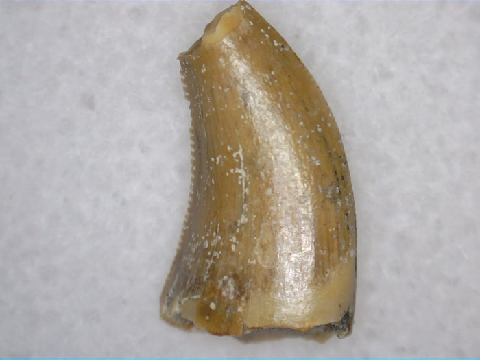 Theropod Tooth from the Mid Jurassic, Madagascar