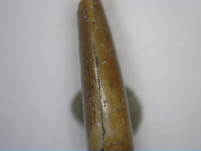 Theropod Tooth from the Mid Jurassic, Madagascar