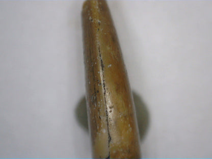 Theropod Tooth from the Mid Jurassic, Madagascar
