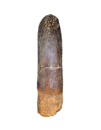 Titanosaur (Sauropod) Tooth from Morocco