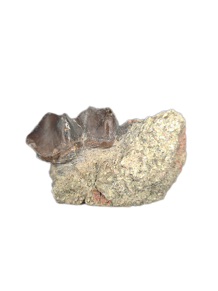 Titanothere Tooth,  Brule Formation