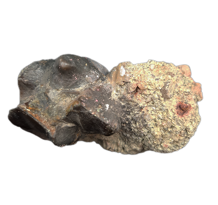 Titanothere Tooth,  Brule Formation