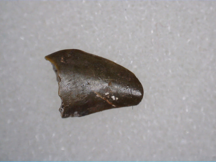 Triassic Dinosaur (Coelophysis?) Tooth