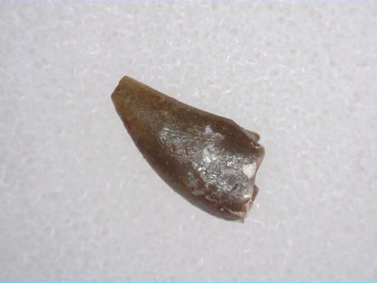 Triassic Dinosaur (Coelophysis?) Tooth