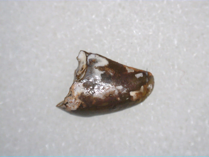 Triassic Dinosaur (Coelophysis?) Tooth