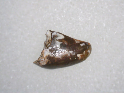 Triassic Dinosaur (Coelophysis?) Tooth