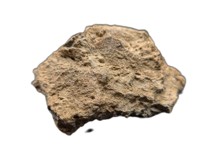 Triceratops Epijugal (Cheek Horn)