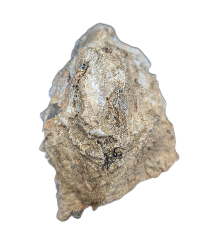 Triceratops Epijugal (Cheek Horn)