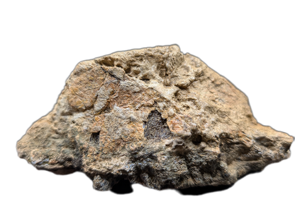 Triceratops Epijugal (Cheek Horn)