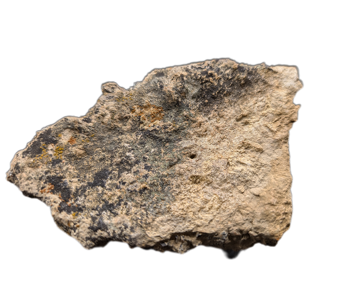 Triceratops Epijugal (Cheek Horn)